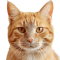 Корм для кошек